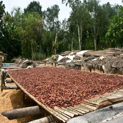 cocoa bean 3.jpg