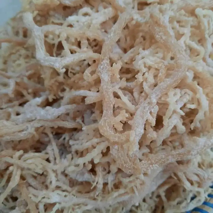 Natural Golden Seamoss /Jamaica Sea Moss / Irish Moss Sea Moss Gel For Producing Carrageenan Purity Cheap Price Vietnam Supplier