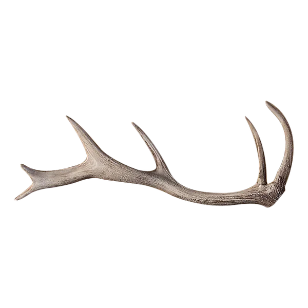 Whole Red Deer Antlers