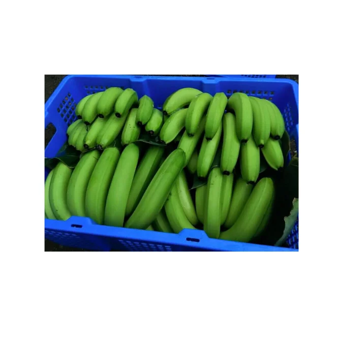 CHEAPEST Fresh Fruits - Fresh Long Green Cavendish Banana Export 100%  - Premium Quality VIETNAMESE CAVENDISH BANANA