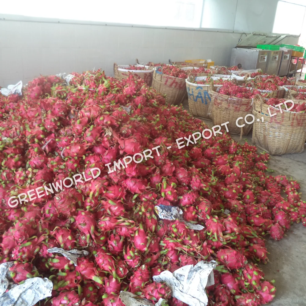 Frozen Dragon Fruit From Vietnam High Quality IQF Pitaya for Hot Summer Sweet Taste Bulk Packaging Best Choice for You