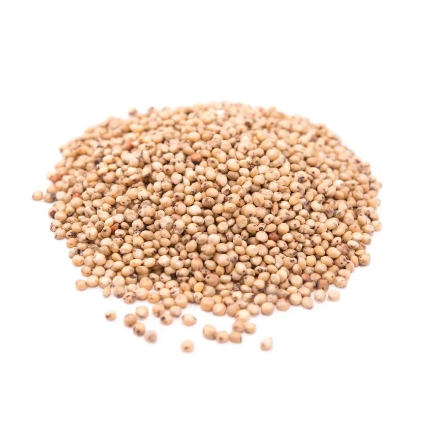 White Milo Sorghum Grains Sorghum Price Per Ton Grain sorghum best quality looking for bulk buyer reasonable price