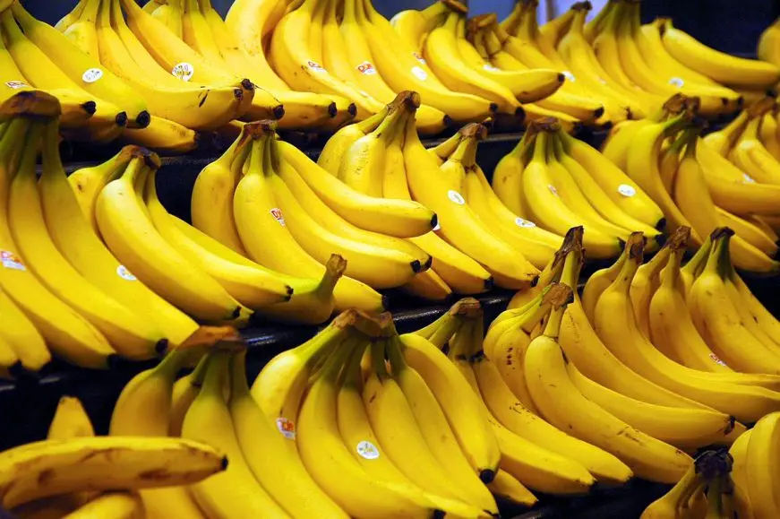 Fresh Cavendish Banana Exporting Grade A | Vietnam Agriculture Food CO., LTD