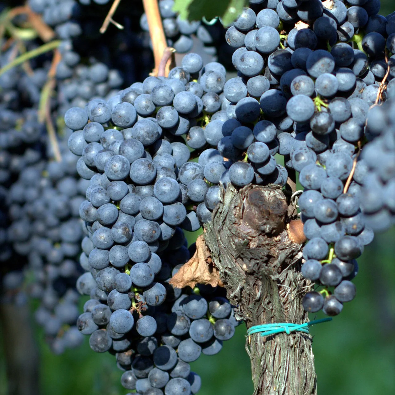 Премиум итальянское игристое красное вино Lambrusco Rosso Emilia IGT 750 мл бутылки сладкого и сухого вкуса для столового вина
