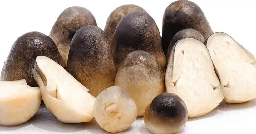 Natural salted straw mushrooms from Vietnam