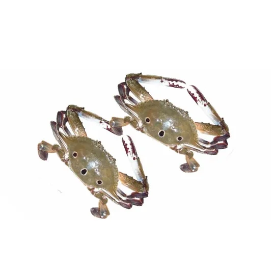 Hot Sale Price Of Fresh / Frozen Sea Crab For Sale