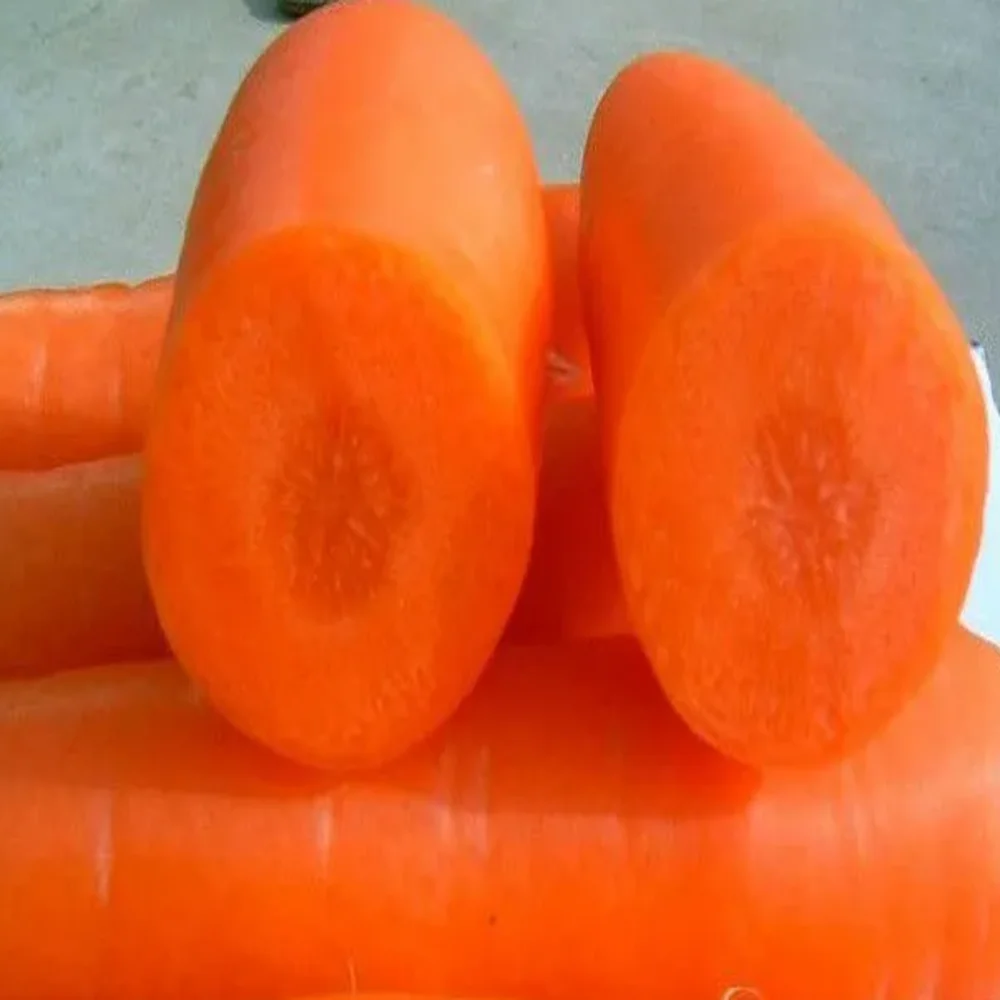 2 Months Shelf Life Umbelliferous Vegetables Natural Carton PP Packing Cooking Fresh Carrot From Vietnam