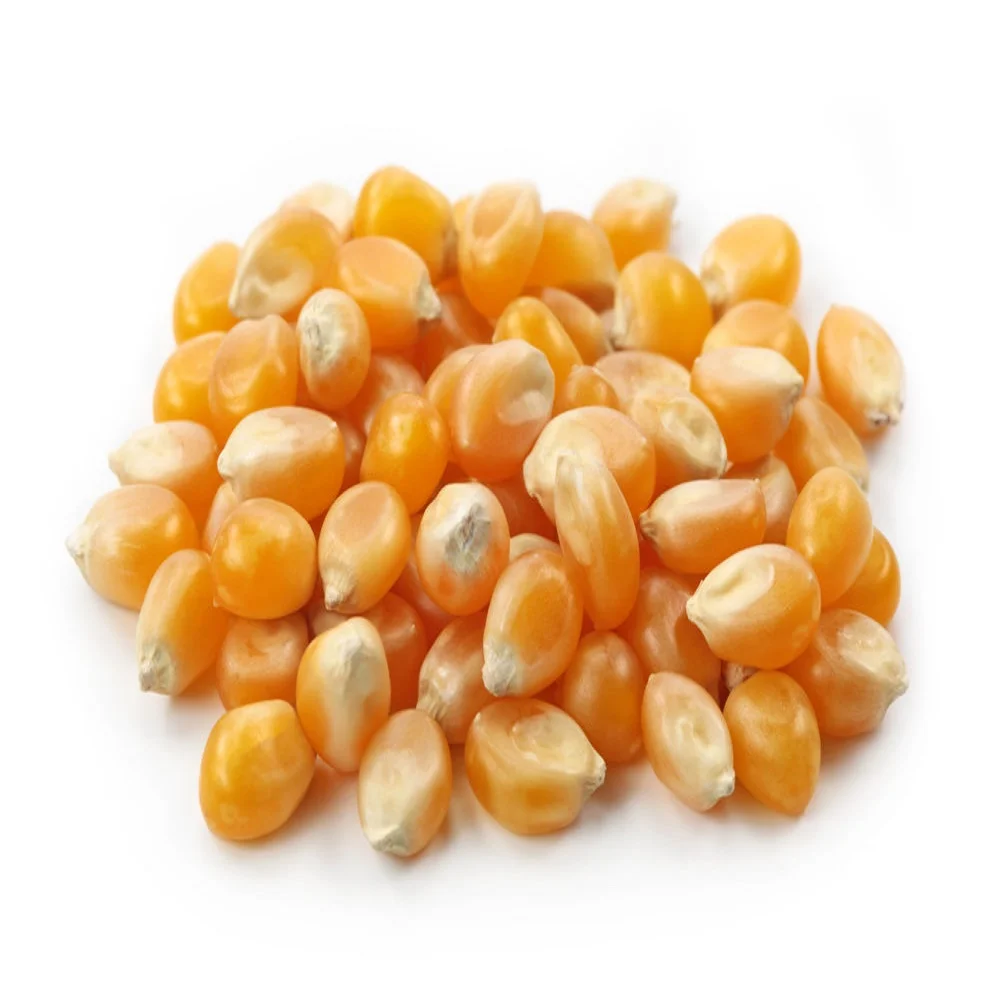 yellow corn prices yellow corn for human consumption Dried Yellow Corn Dried Yellow Maize yellow corn for animal feed grade
