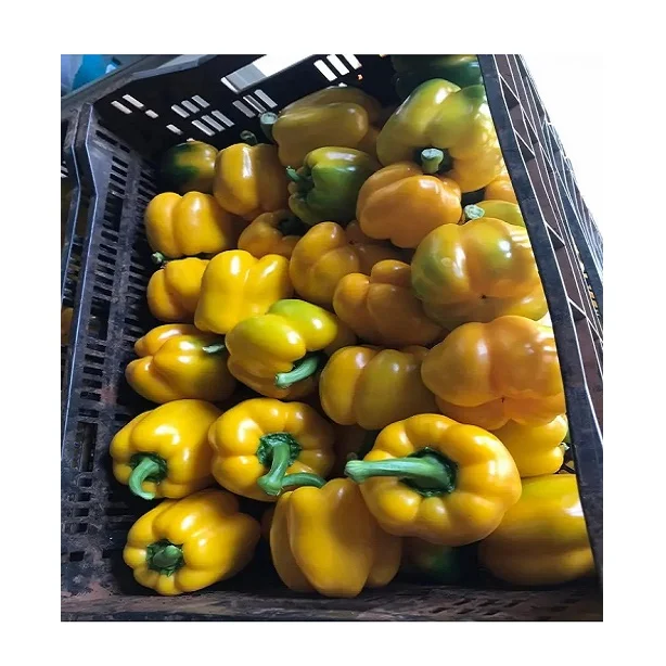 Свежий зеленый перец колокольчик