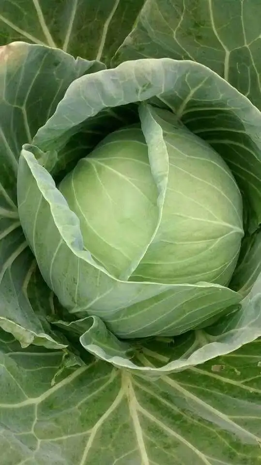 Hot Sale - Fresh Round Cabbage with high quality - High Quality Natural Cabbage made in Vietnam 2023