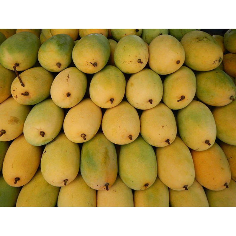 Export fresh quality Pakistani Mango Sindhri Fresh Mango from Pakistan OEM ODM customization logo for mango