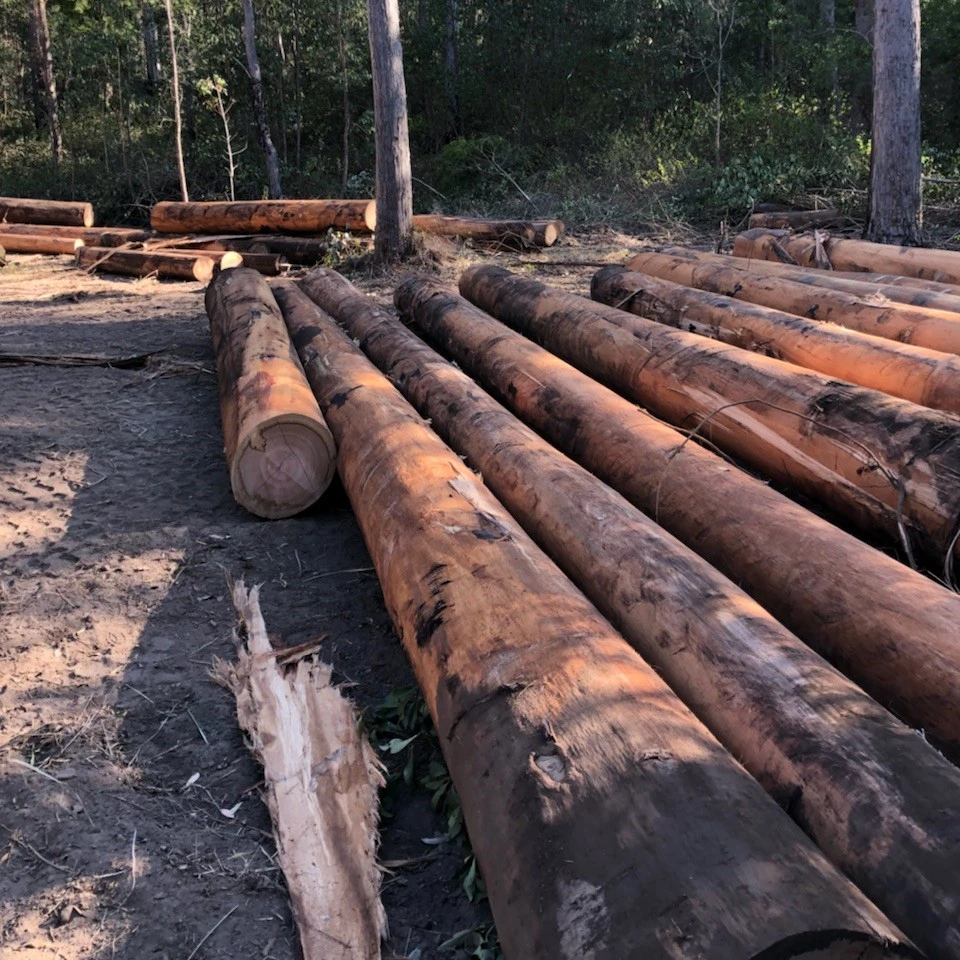 Сушеная в печи древесина/дубовая древесина/бук/ясень/ель/березовая древесина сухая древесина