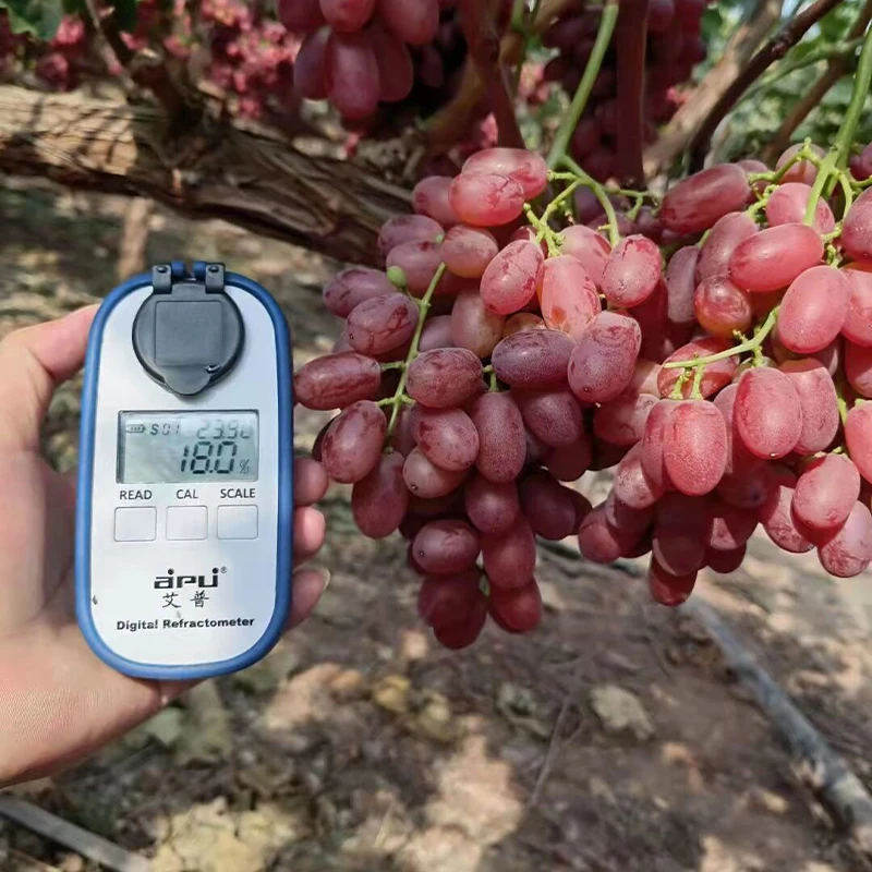 Quality Assured Natural Dry Grapes Wholesale Bulk Purchase in Thailand