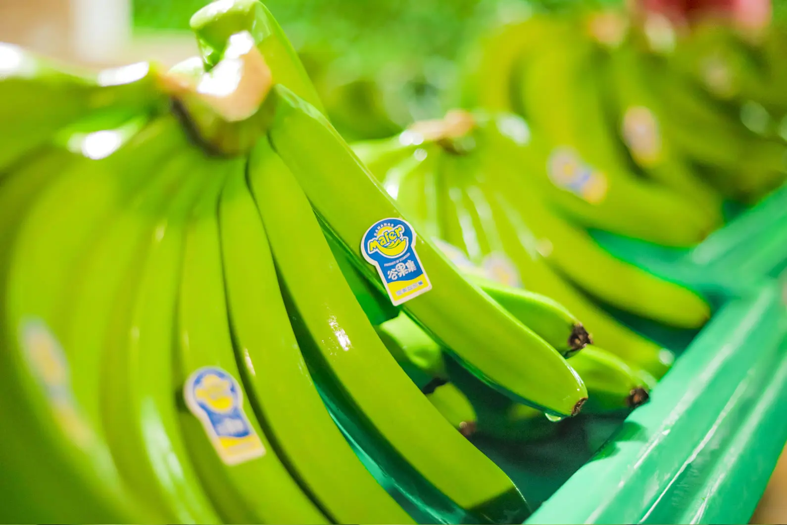 CANVEDISH BANANA VIETNAM- Fresh Banana with best quotation / Vietnam Agriculture Food CO., LTD