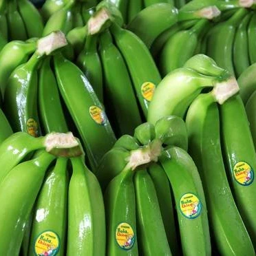 Ecuador CAVENDISH Green Premium Light Tropical Banana Sweet Style Packing GLOBAL Whatsapp Gross GAP Color Class Hand Weight Net