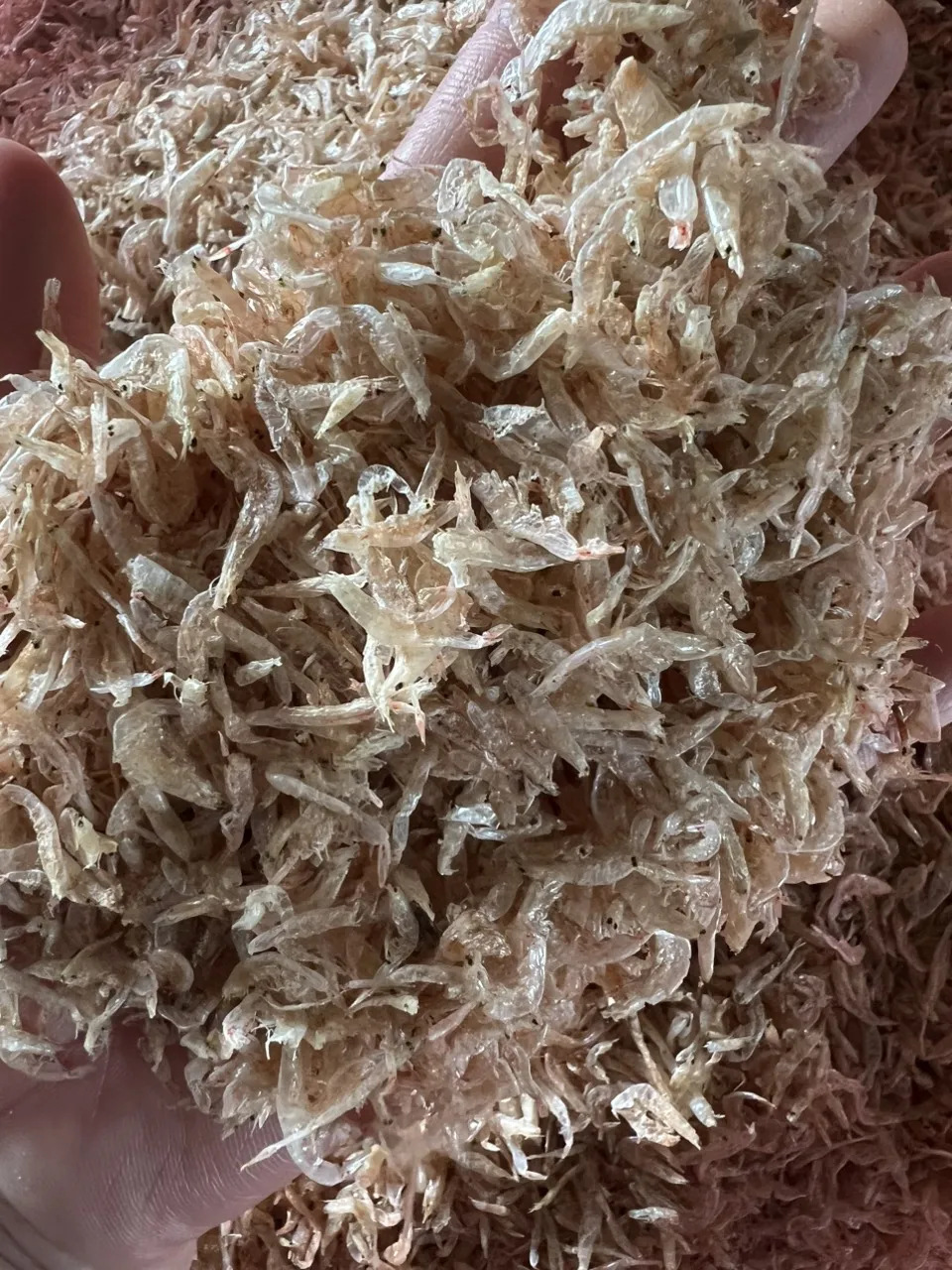 Light Pink Dried Shrimp With Size 2-3cm No Boil Dehydrated Tiny Shrimp Prawn Food Toppings Organic Products