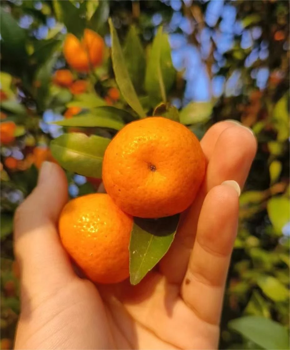 Fresh Citrus Baby Mandarin Orange Tangerin