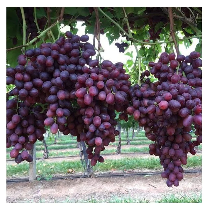 Sweet Natural Healthy Fresh Crimson Seedless Grapes Fruit