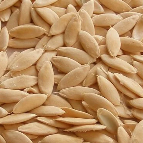 Wholesale Kheera Beej - Magaz Kheera - Khira Magaj - Cucumis Sativus - Cucumber Seeds