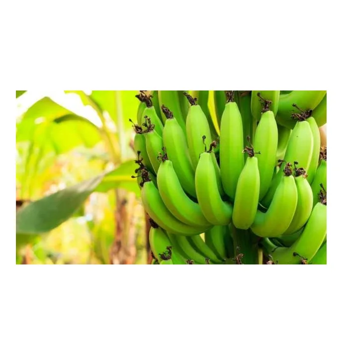 Поставка свежих зеленых бананов Cavendish с высоким экспортным качеством