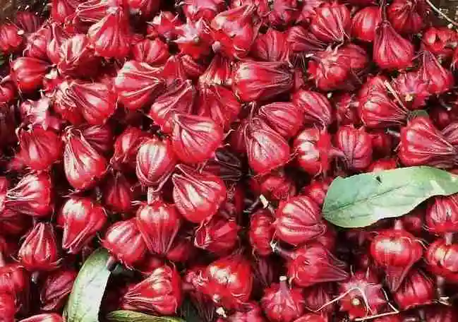Самый продаваемый дешевый сушеный цветок