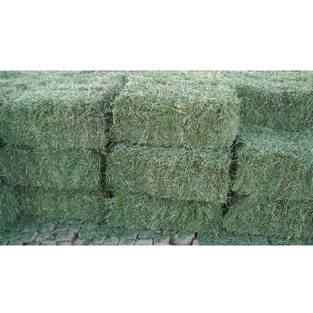 Animal Feed Grade Top Quality Alfalfa Hay Pellets For Sale Top Grade In Bulk Quality Rhodes Grass Hay 1/6 Best Factory Price