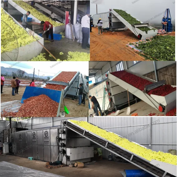 Industrial Mesh Belt Continuous Fruit and Vegetable Dryer