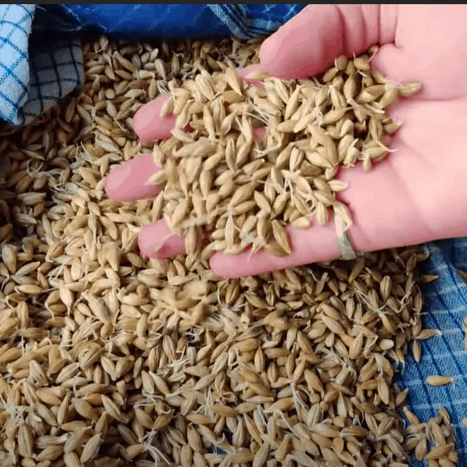 Качественное зерно ячменя/зерно солода ячменя/зерно ячменя по конкурентоспособной цене