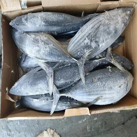 tuna fish 01.jpg