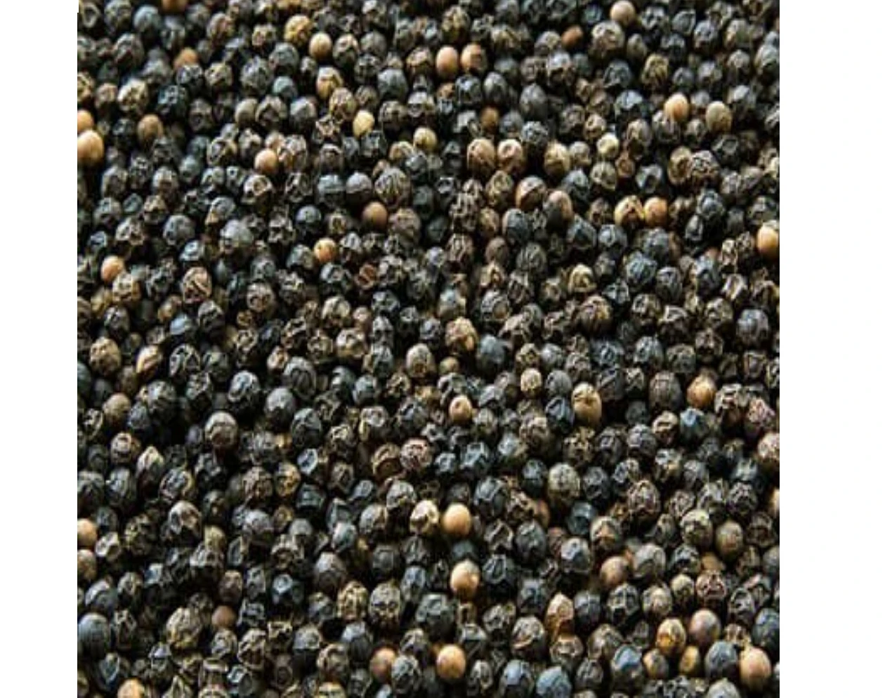 Hot Black Peppers - Dried black pepper for cooking 100 % natural Vietnamese herbs - Phuc An Gia brand
