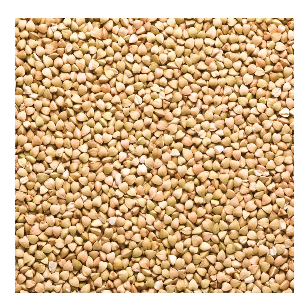 Best Quality Buckwheat grain / buckwheat seed With Best Price