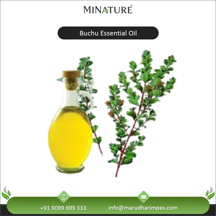 Globally Selling Standard Quality Best Seller 100% Pure Natural Buchu Essential Oil with 2 Year Shelf Life at Wholesale Price