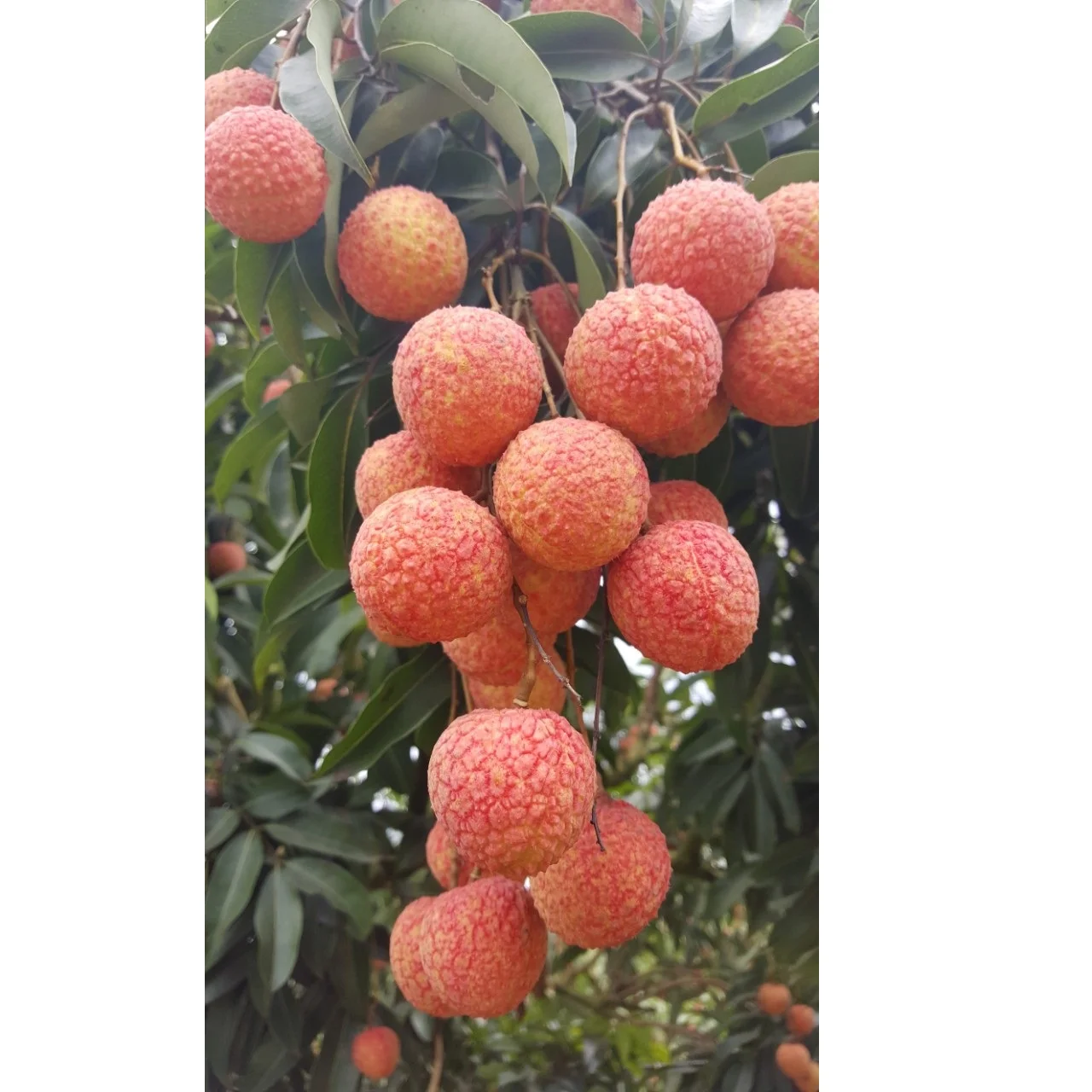 High Quality Lychee Natural Bulk Selling Fresh Fruit Sweet Taste Round Carton Box Organic Lychee From Vietnam