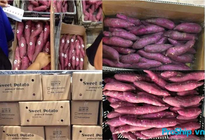 High Quality Fresh Sweet Potato with best price From Vietnam
