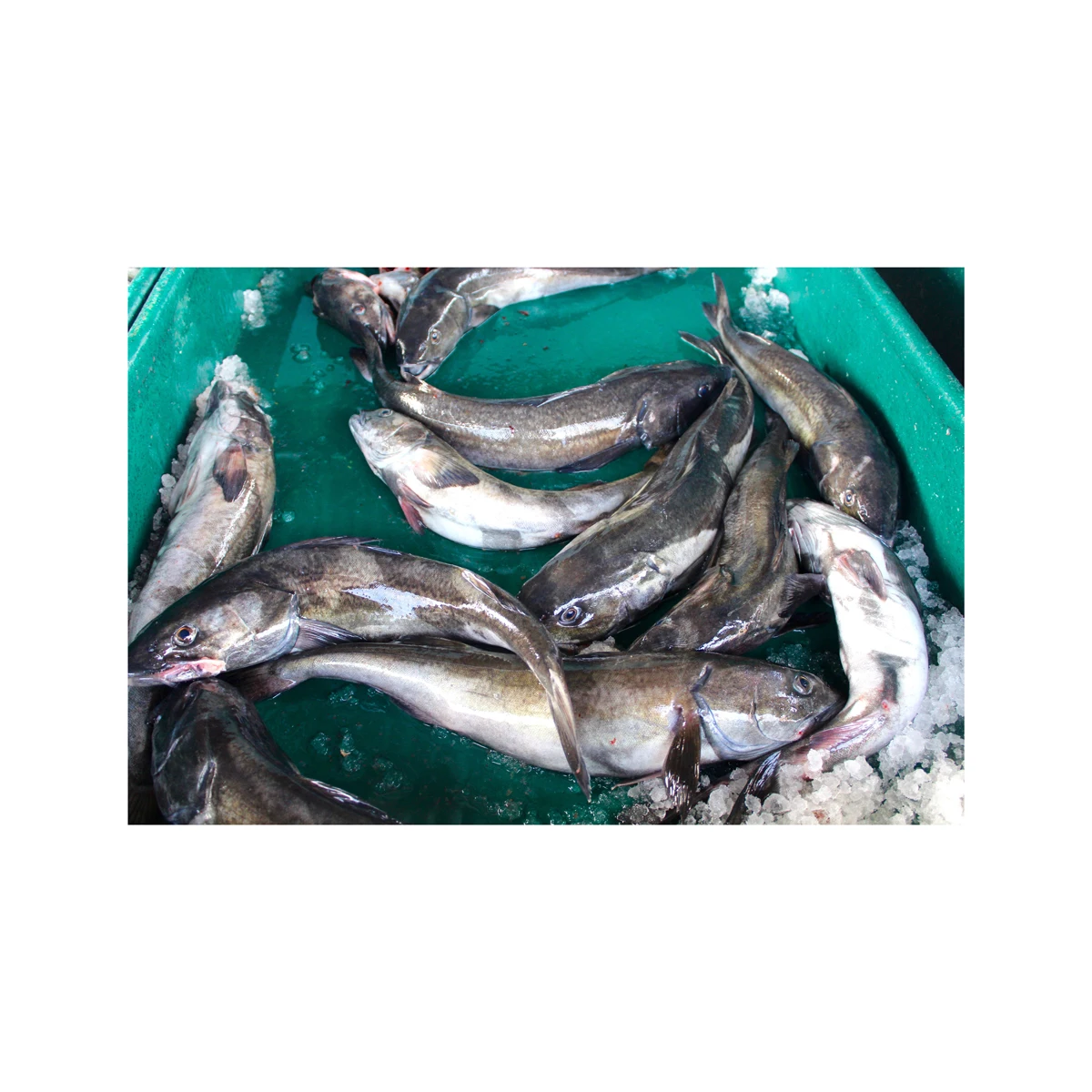 Cheap Price Bulk Stock Fresh Atlantic cod Fish / Fillets For Sale In Bulk With Fast Delivery