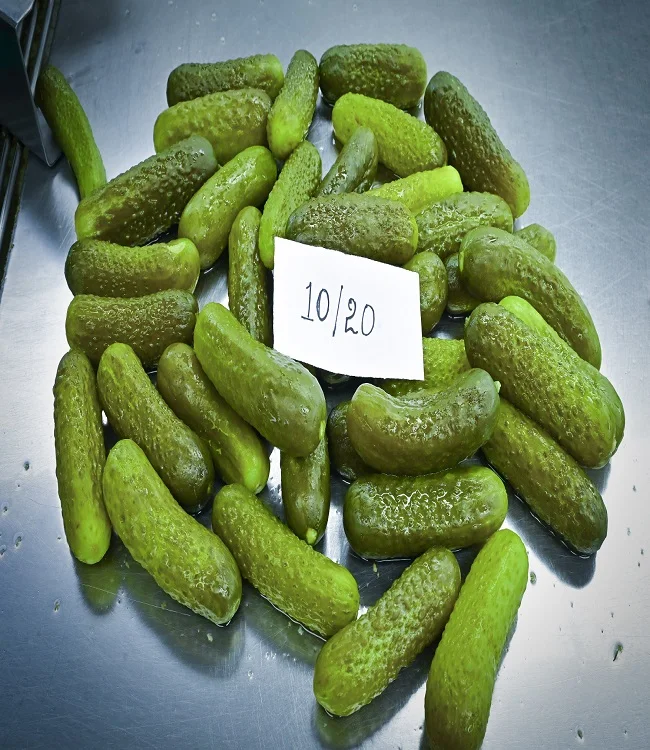 Quality  Cucumber/Gherkins Grade 6-9 CM /Cornichons/ Preserved in Acetic Acid in Barrels Best Indian Gherkins