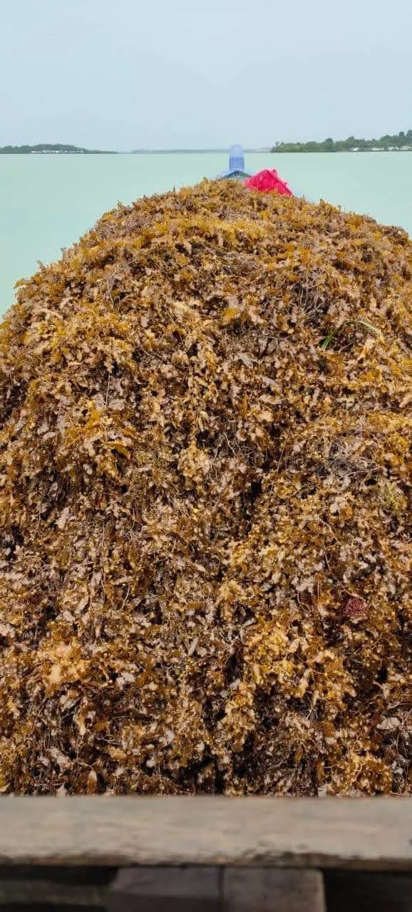 Premium Quality 100% Pure Organic Dried Sargassum Seaweed Bulk Packaging Direct from Indonesian Supplier