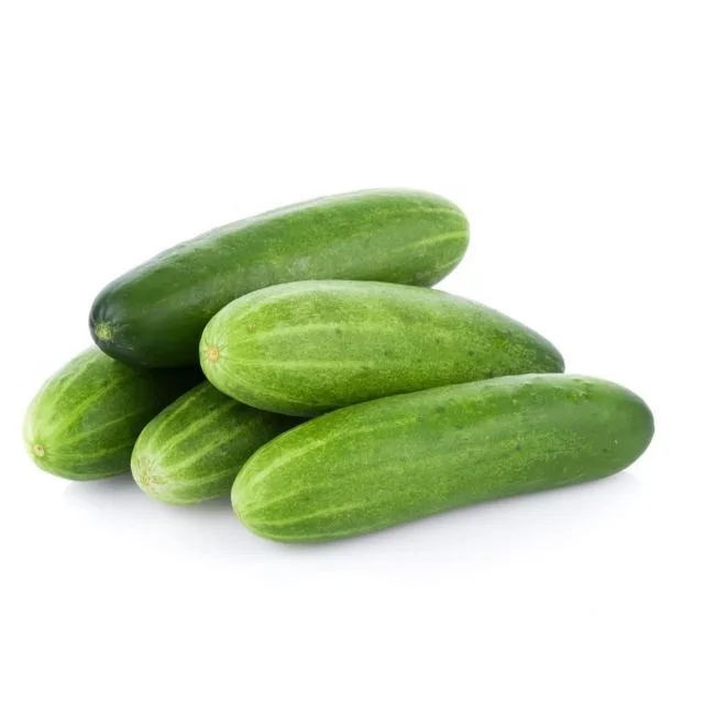 Available Now Fresh Hybrid Cucumber Fresh Cucumber Vietnam Green Baby Top Dark SEA Style Storage Cool Organic Air Weight