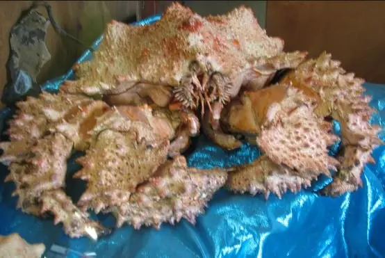 Online Snow Crab, Alaskan King Crabs, Norwegian king crabs