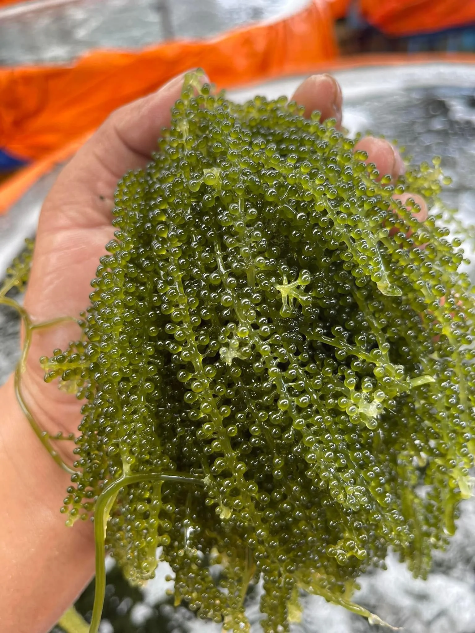 Fresh Sea Grapes Seaweed Food Taste Organic Fresh Seaweed Sea Moss From Viet Nam Custom Logo Packaging