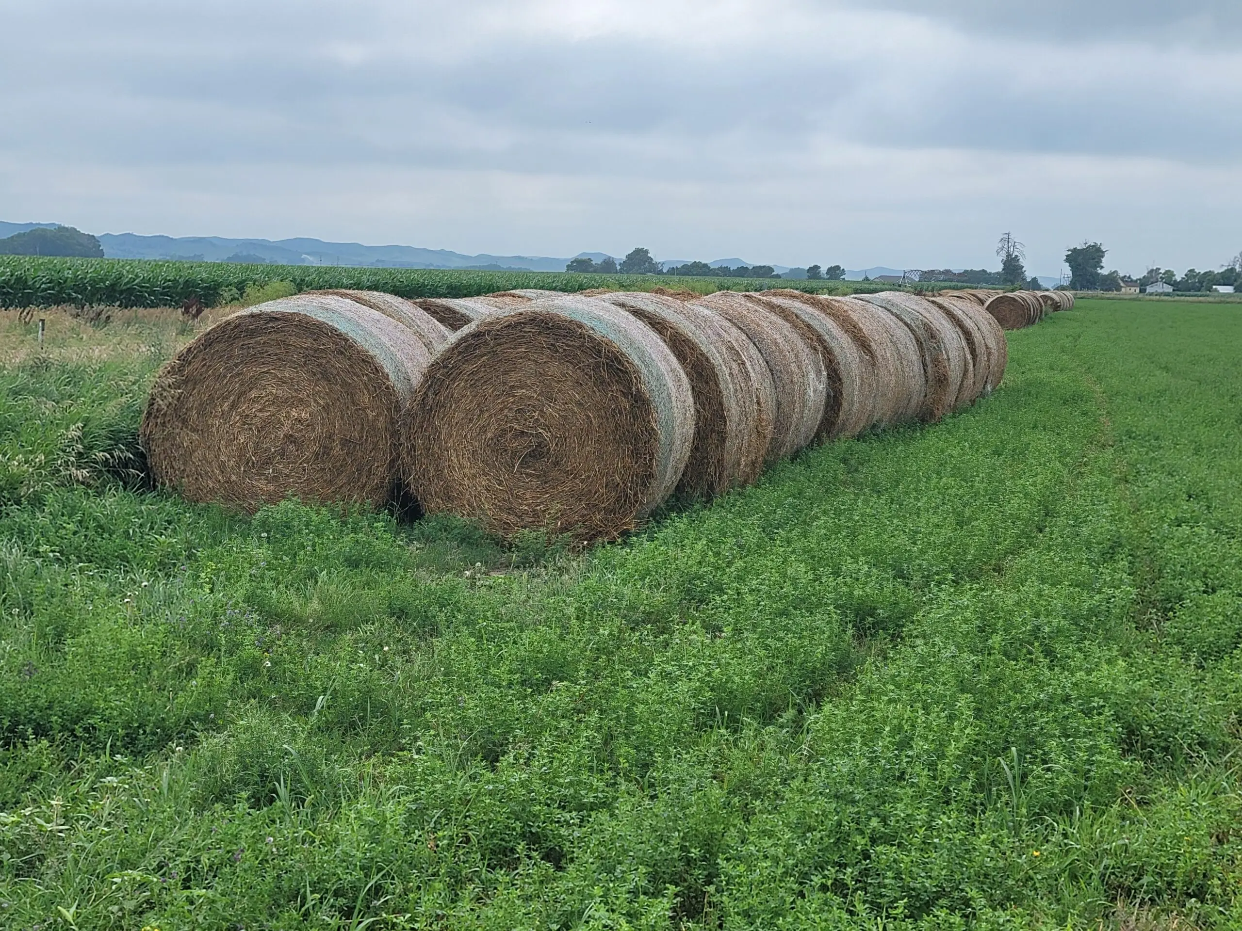 Alfalfa hay with high protein for animal feeding