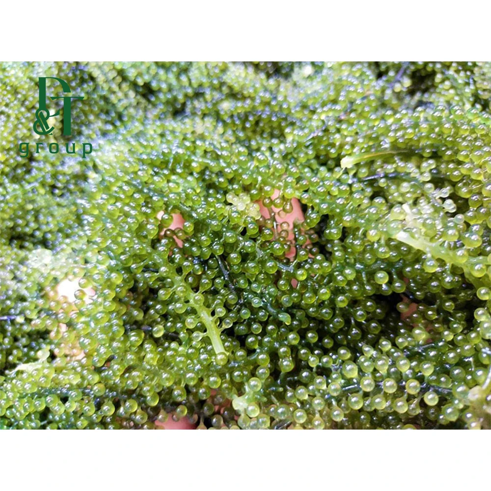 Wholesale Cheap price Sea Grapes/Dried Sea Grapes for Healthy foods   Made in Vietnam (11000004716263)