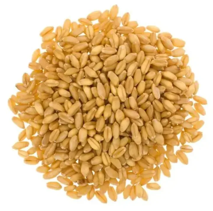 Durum hard wheat grains 100% prices from Ukraine