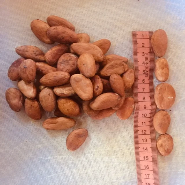 Cocoa Beans Ariba Cacao beans Dried Raw Cacao Fermented Cocoa Beans