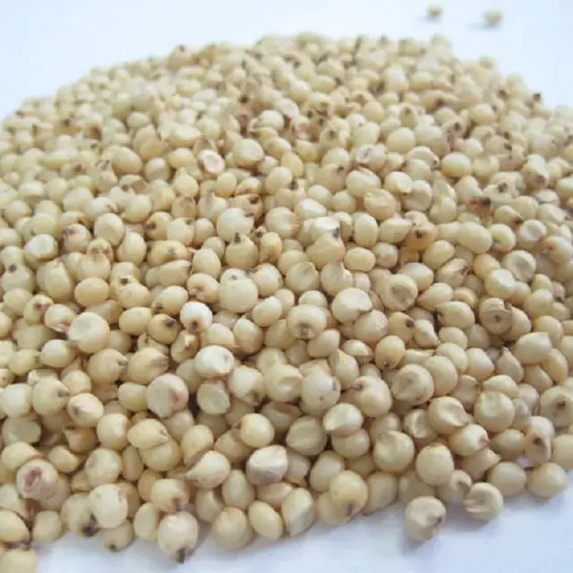 Discount price Sorghum grain