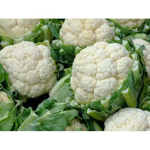 High quality and market price cauliflower fresh Chinese vegetables new season cauliflower