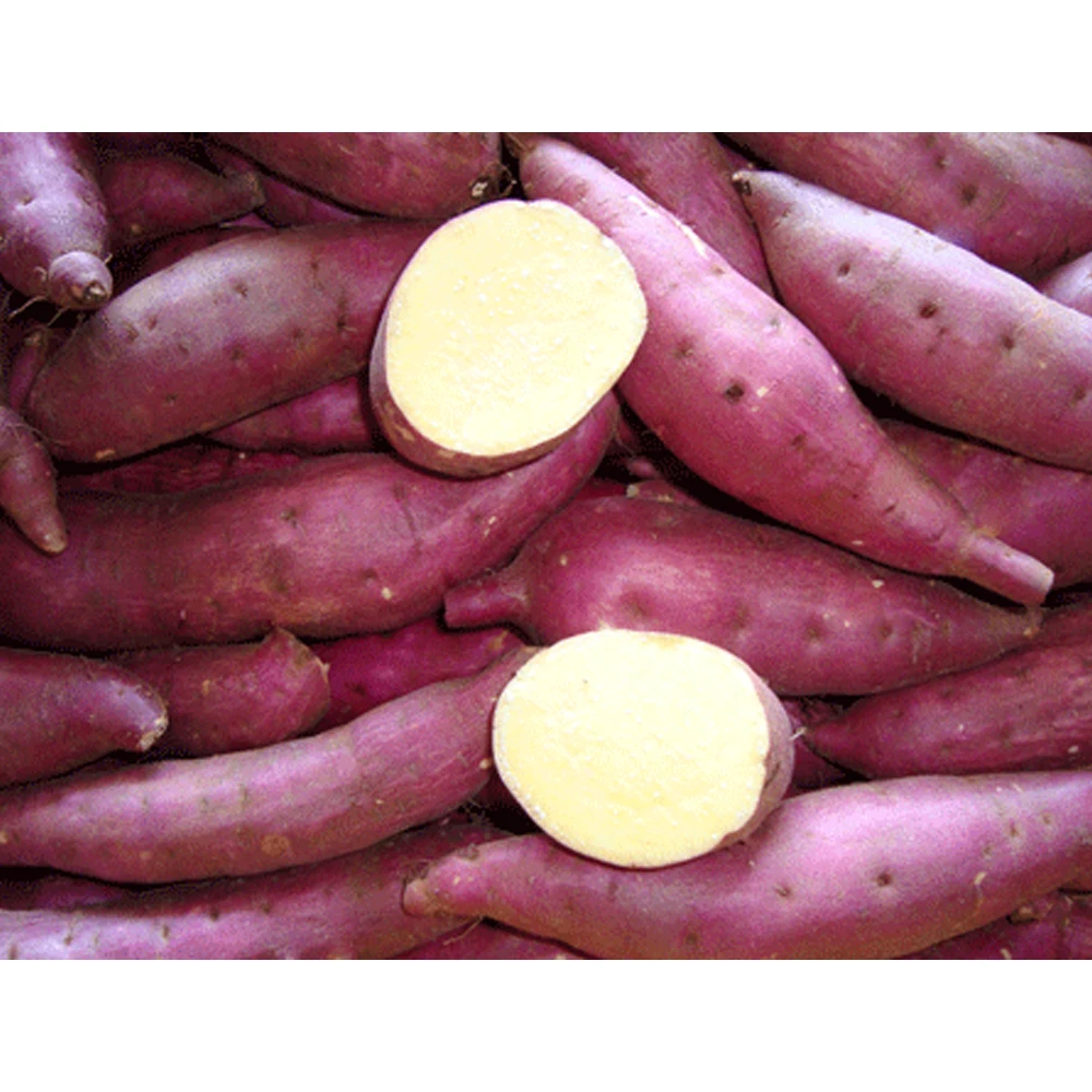 New Crop Best Quality Natural Vegetables Delicious Taste Crop Sweet Potato
