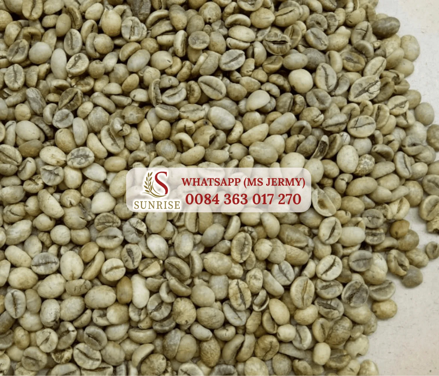 Arabica Coffee Beans 18 Washed Green Coffee Beans High Quality in Bags Jermy 0084 363 017 270