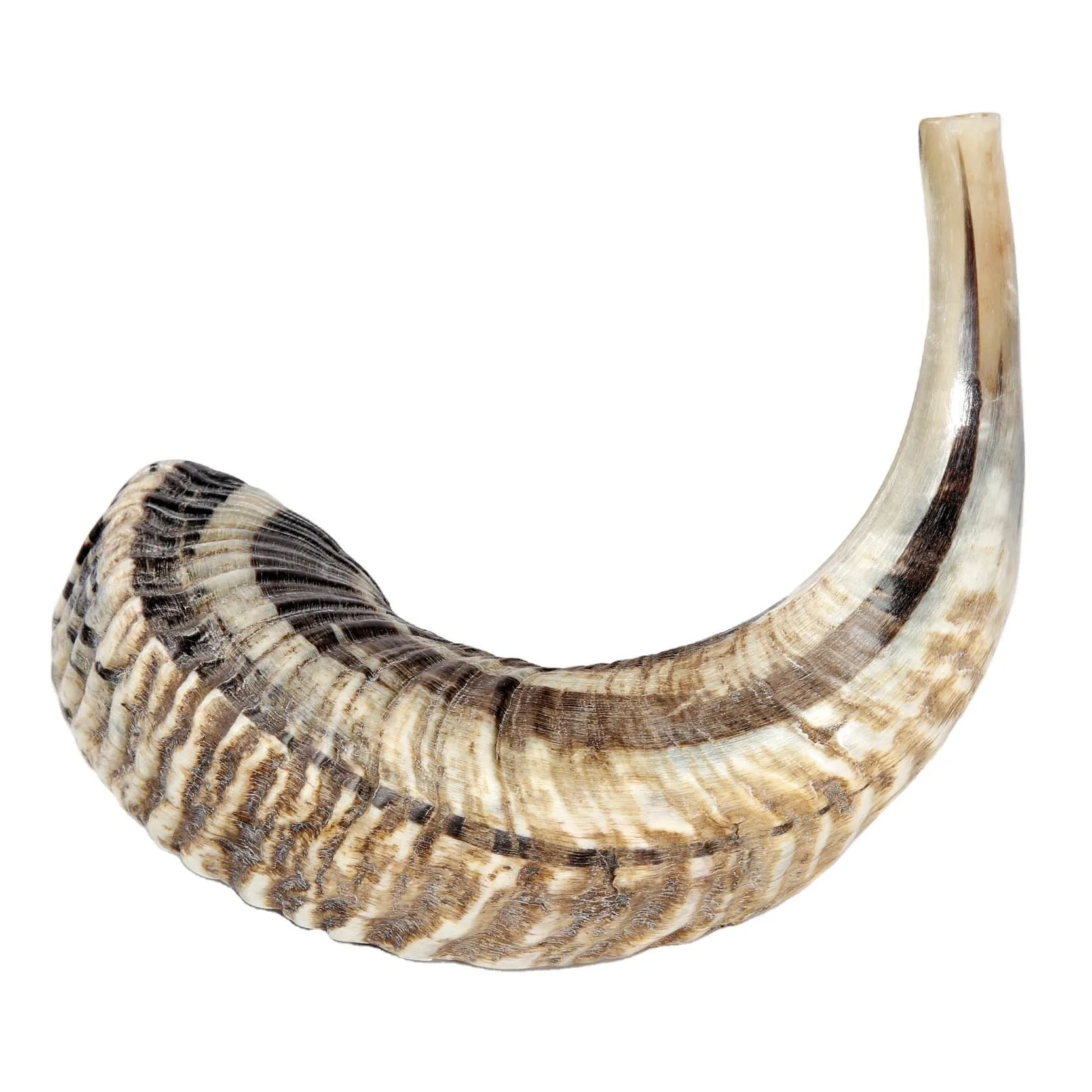 100% Natural Ram Sheep Shofar Horn  Medium Size Odorless, Half Polished  Perfect Jewish Gift for Men & Women  Musical Instrument