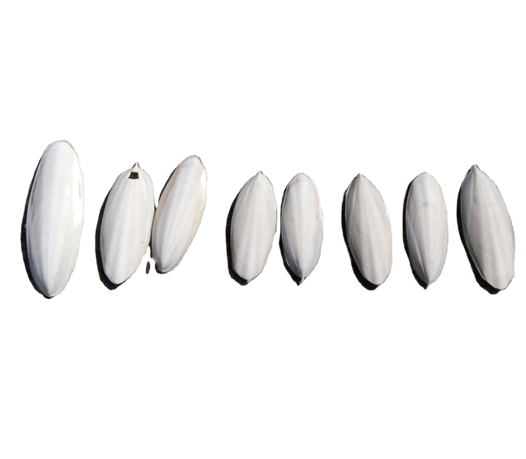 Ranova High Quality Cuttlefish Bone Cuttlebone 100% Natural Cuttlefish Bone From VietNam